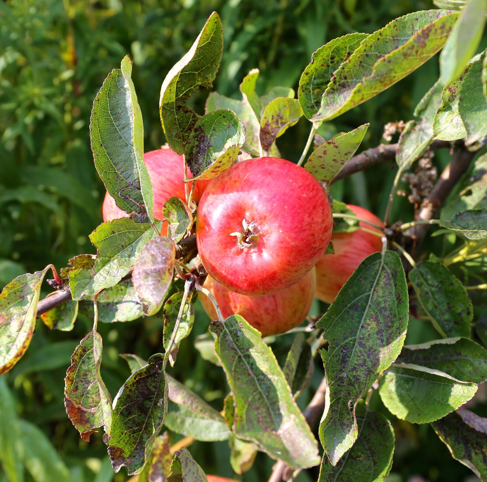 Canon EF 24-70mm F4L IS USM sample photo. Apple tree, apple, rome photography