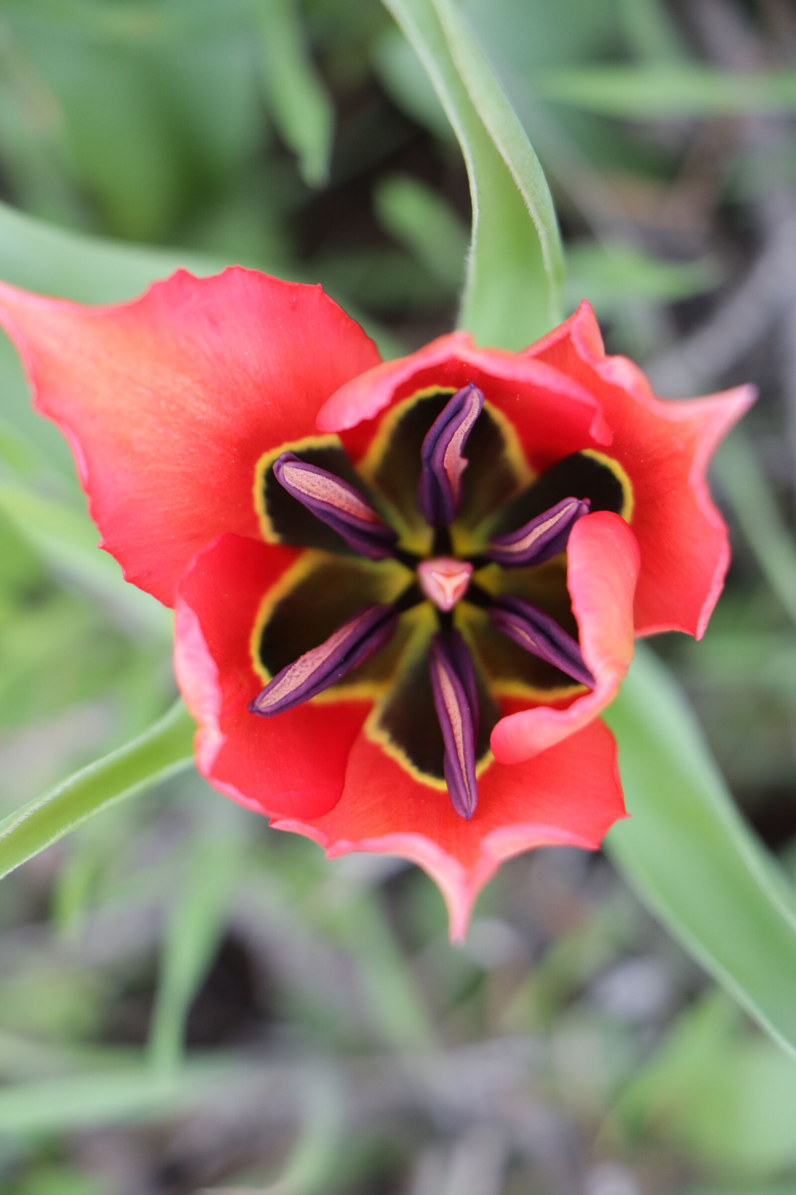 Canon EOS 760D (EOS Rebel T6s / EOS 8000D) sample photo. Flower, nature, flora photography