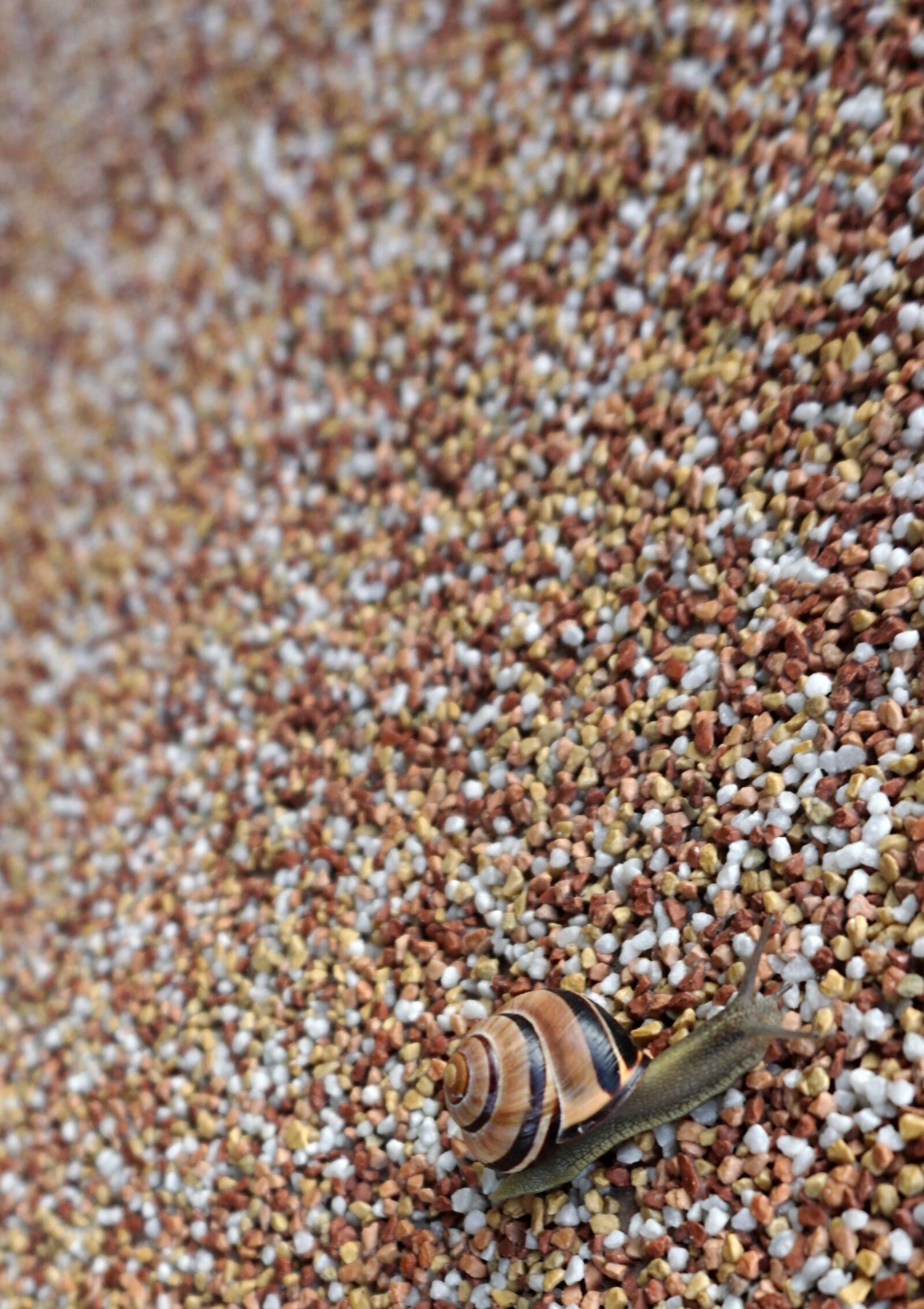 Sony a6000 sample photo. Snail, shell, crawl photography