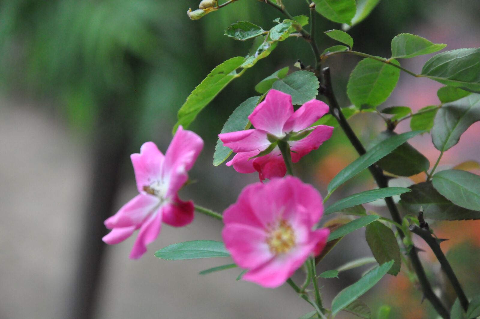 Nikon D90 sample photo. Rose, pink, flower photography