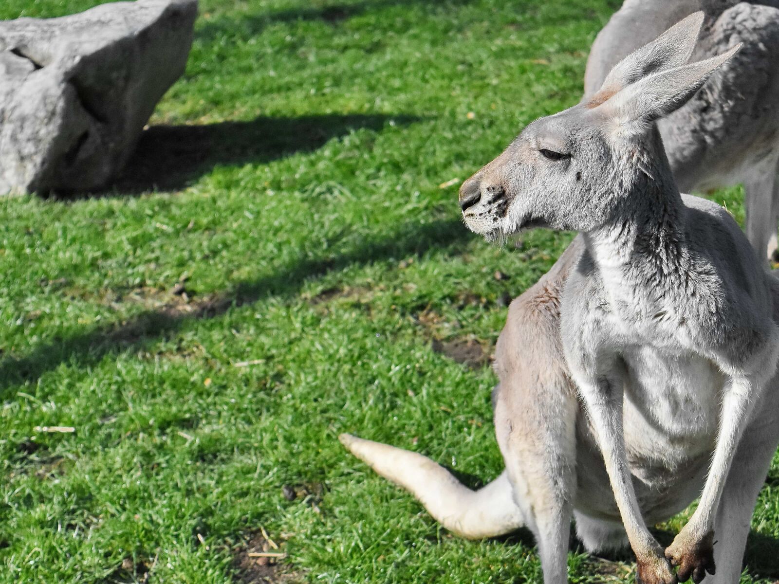Nikon D5500 sample photo. Grass, animal, kangaroo, nature photography