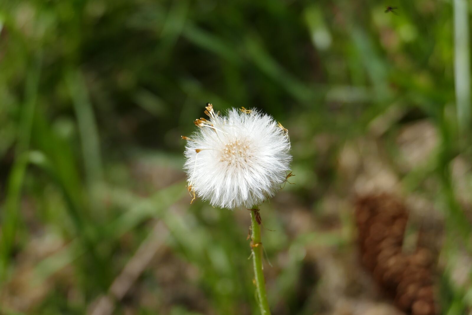 Panasonic Lumix DMC-FZ1000 sample photo. Dandelion, macro, nature photography