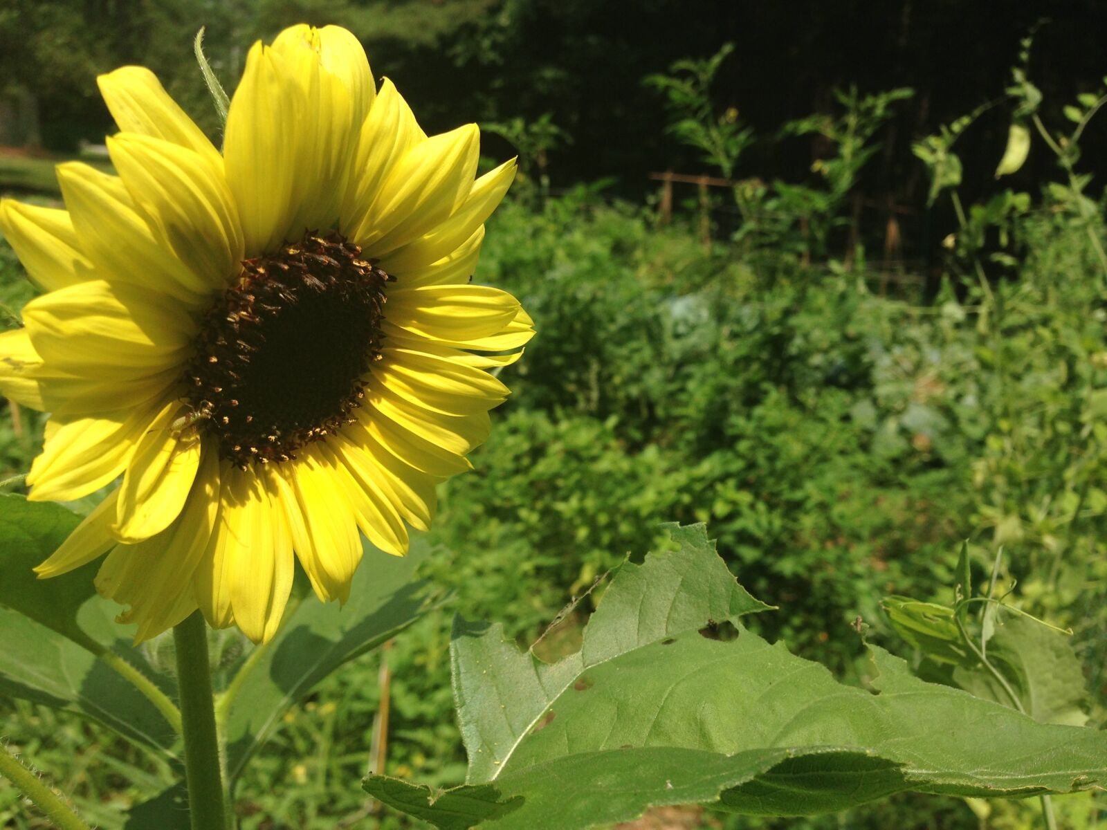 Apple iPhone 5 sample photo. Sunflower, garden, lifestyle photography