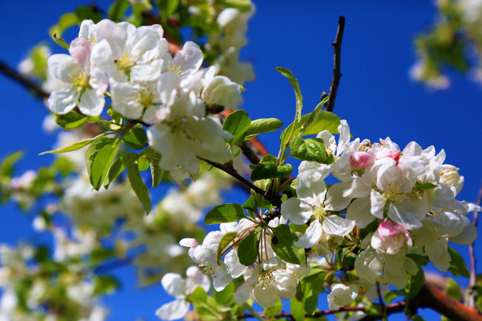 Canon EF 24-105mm F4L IS USM sample photo. Flowers, spring, nature photography