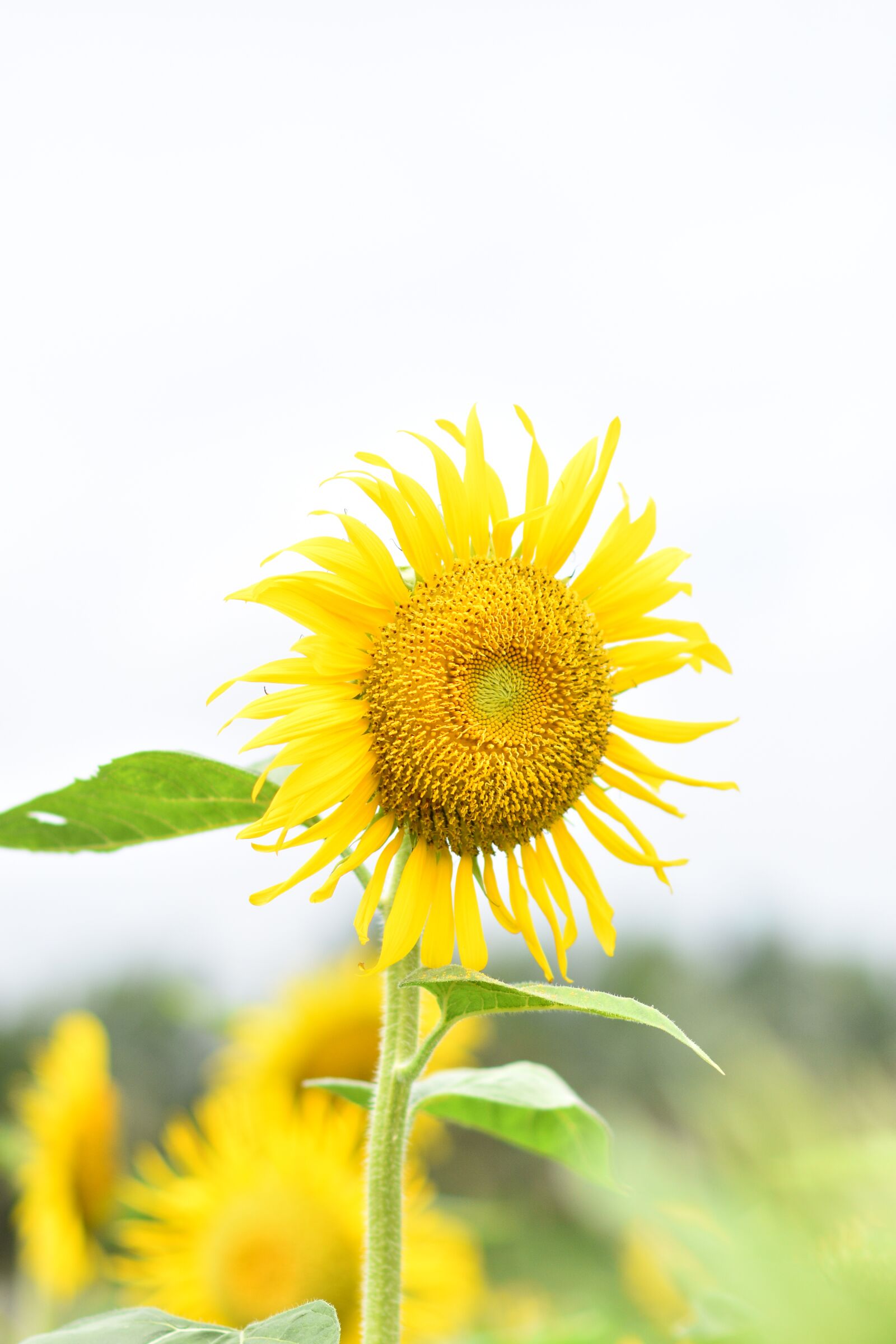 Nikon D7200 sample photo. Sunflower, flower, yellow flower photography