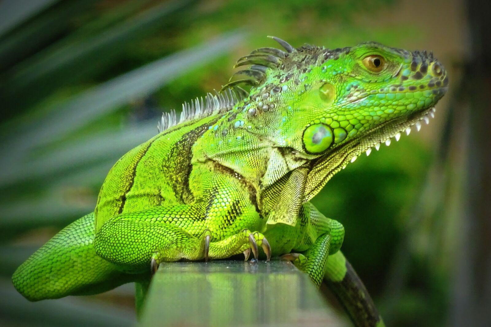 Sony Cyber-shot DSC-WX350 sample photo. Florida, vacations, animals photography