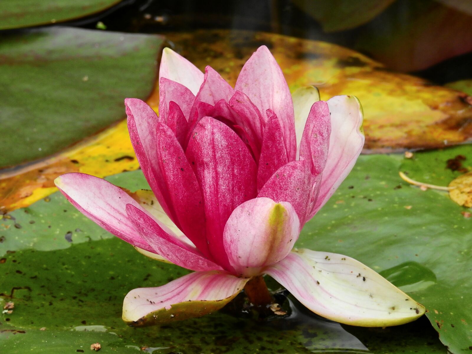 Nikon Coolpix P900 sample photo. Flower, water, lake photography