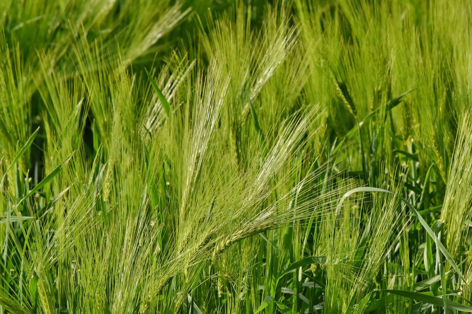 Nikon D5500 sample photo. Green leaves, organic, wheatfield photography