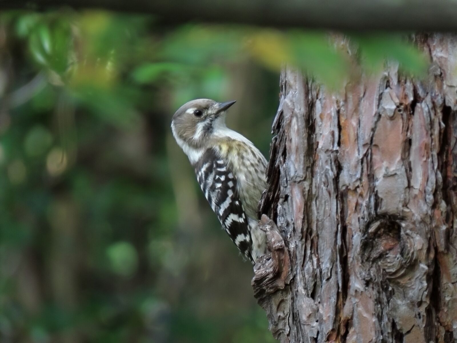 Canon PowerShot SX70 HS sample photo. Animal, forest, wood photography