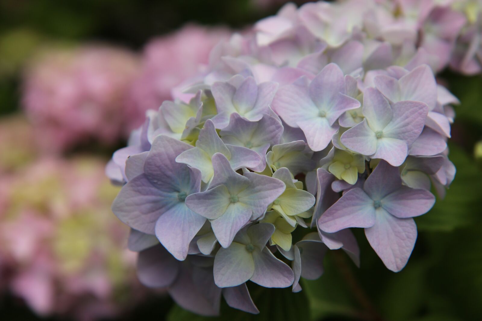 Canon EOS 600D (Rebel EOS T3i / EOS Kiss X5) sample photo. Hydrangea, hydrangea blue pink photography