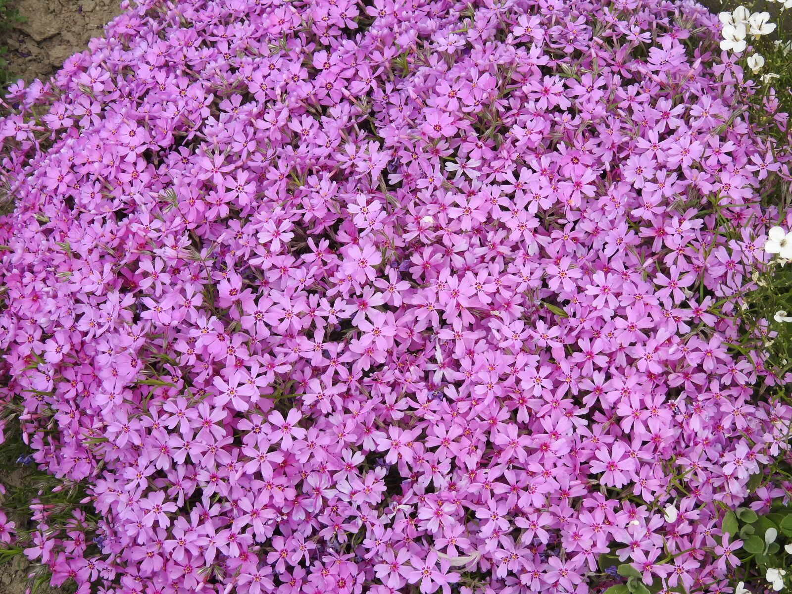 Nikon Coolpix P900 sample photo. Flower, plant, nature photography