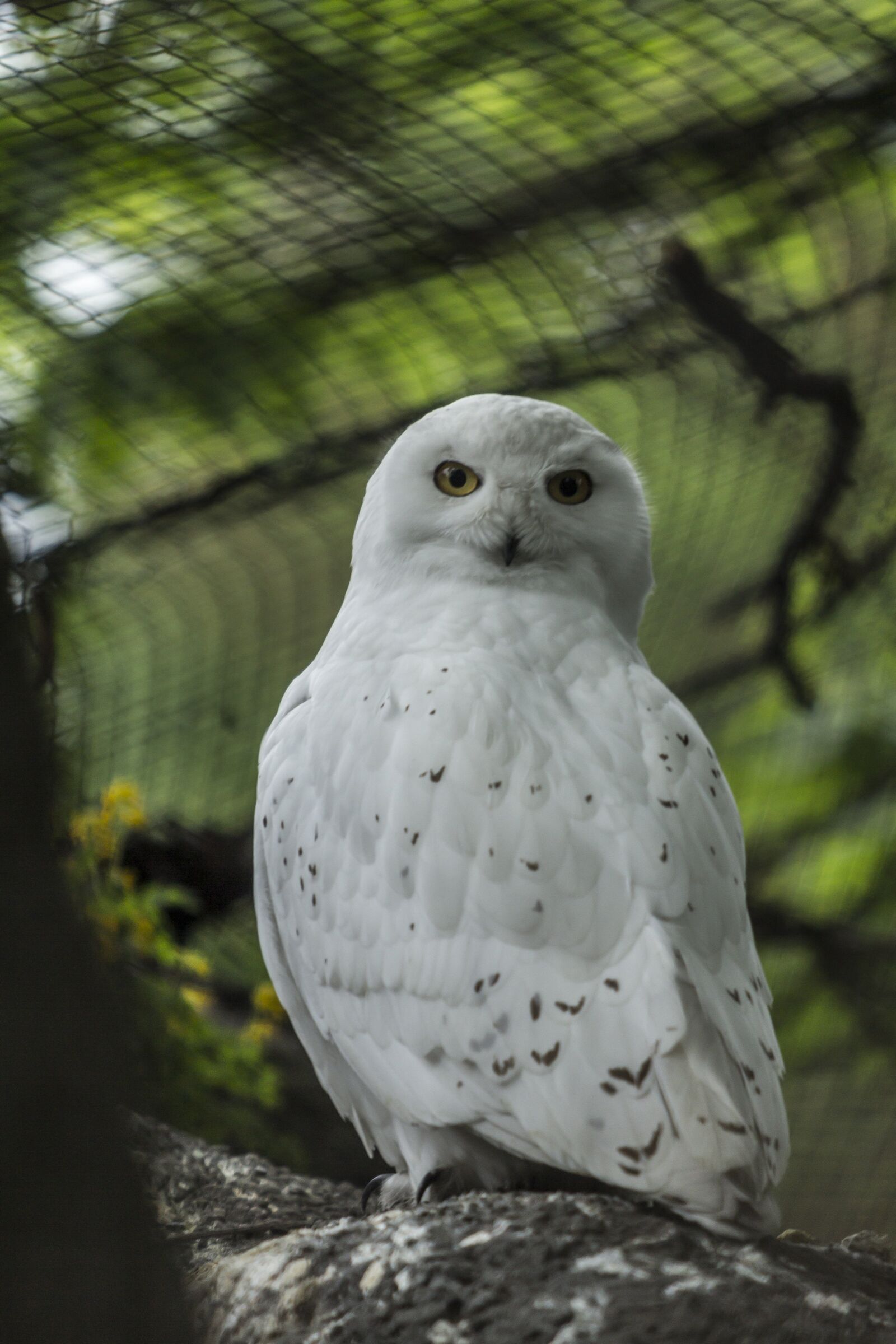 Canon EF 70-200mm F2.8L USM sample photo. Snowy owl, owl, white photography