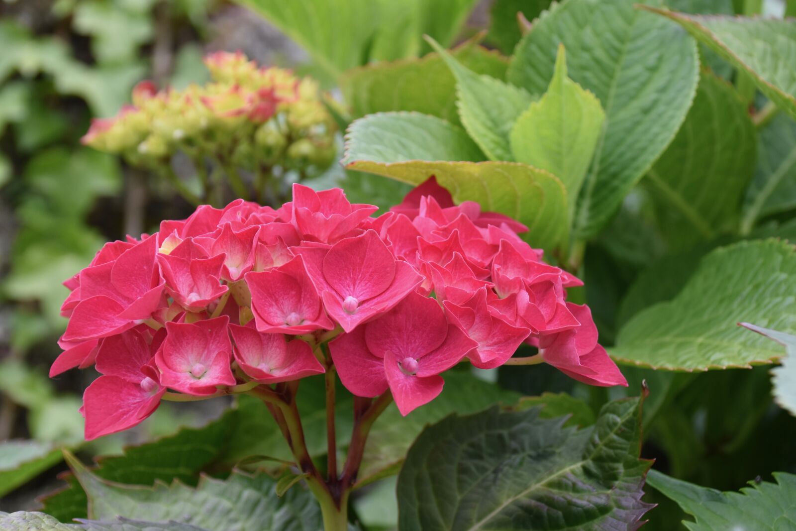 Nikon D5600 sample photo. Flower, flowers hydrangea, spring-flowering photography