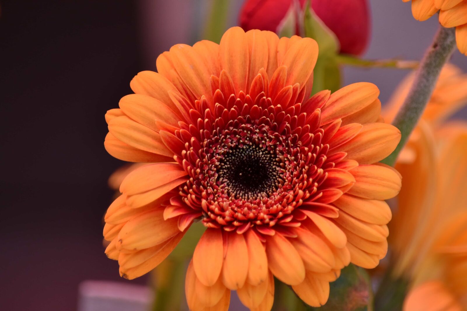 Nikon D5500 sample photo. Beautiful flowers, close-up, orange photography