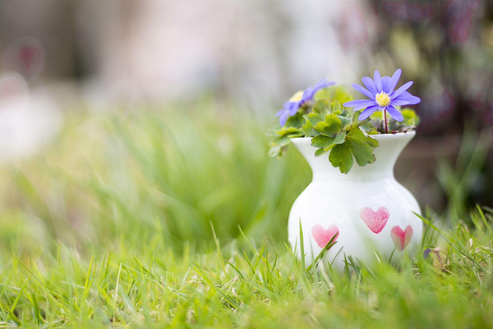 Nikon D5200 sample photo. Flowers, grass, pot photography