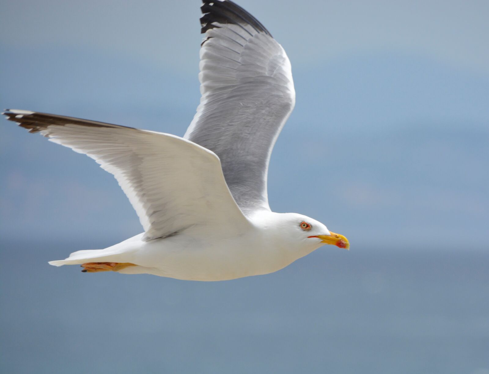 Nikon D5200 sample photo. Seagull, sea, sky photography