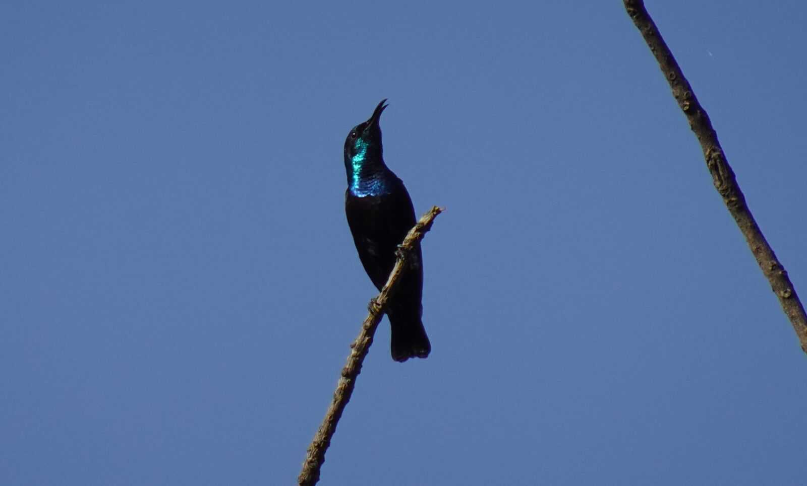 Sony DSC-WX800 sample photo. Bird, purple sunbird, cinnyris photography