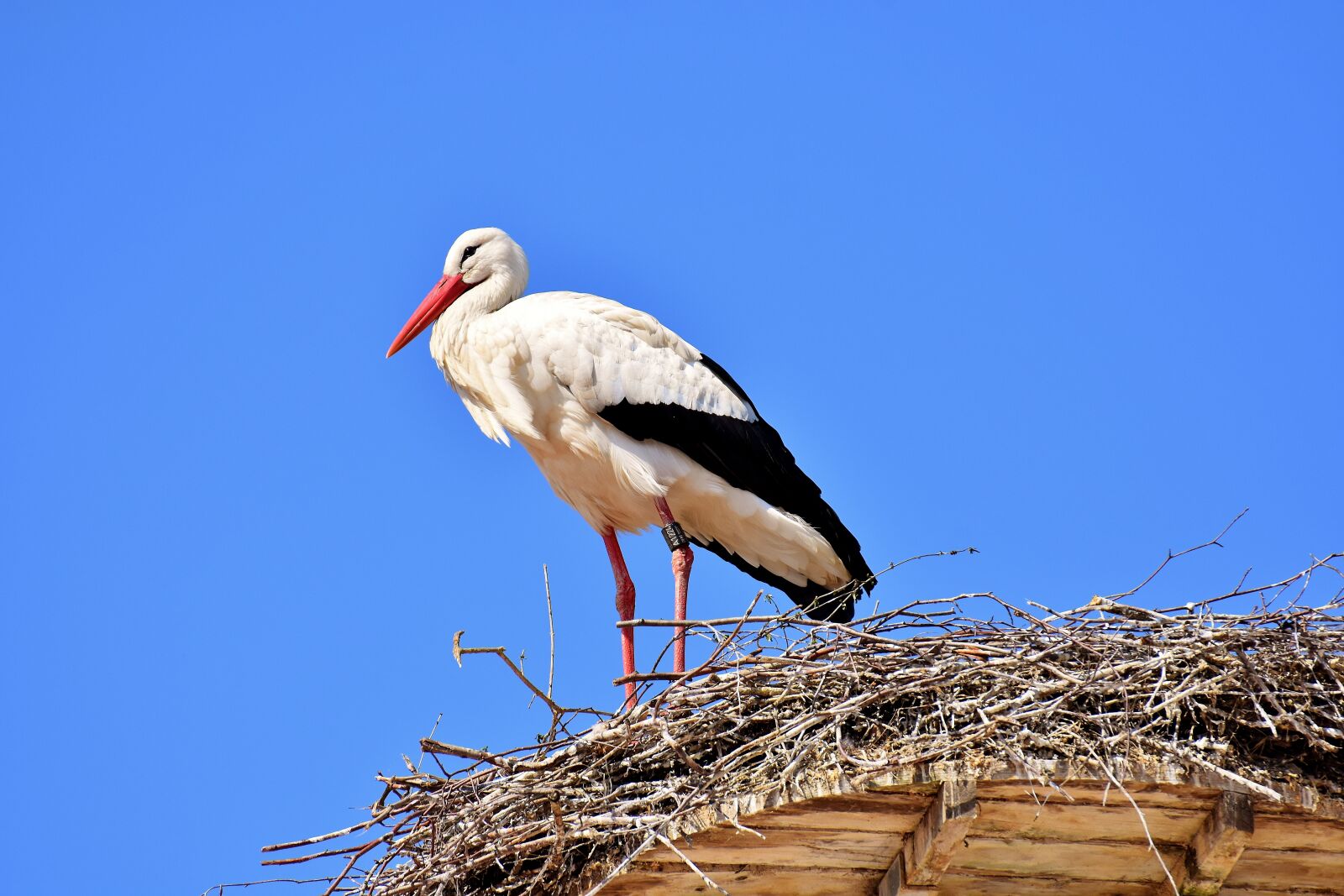 Nikon D7200 sample photo. Stork, flying, bird photography