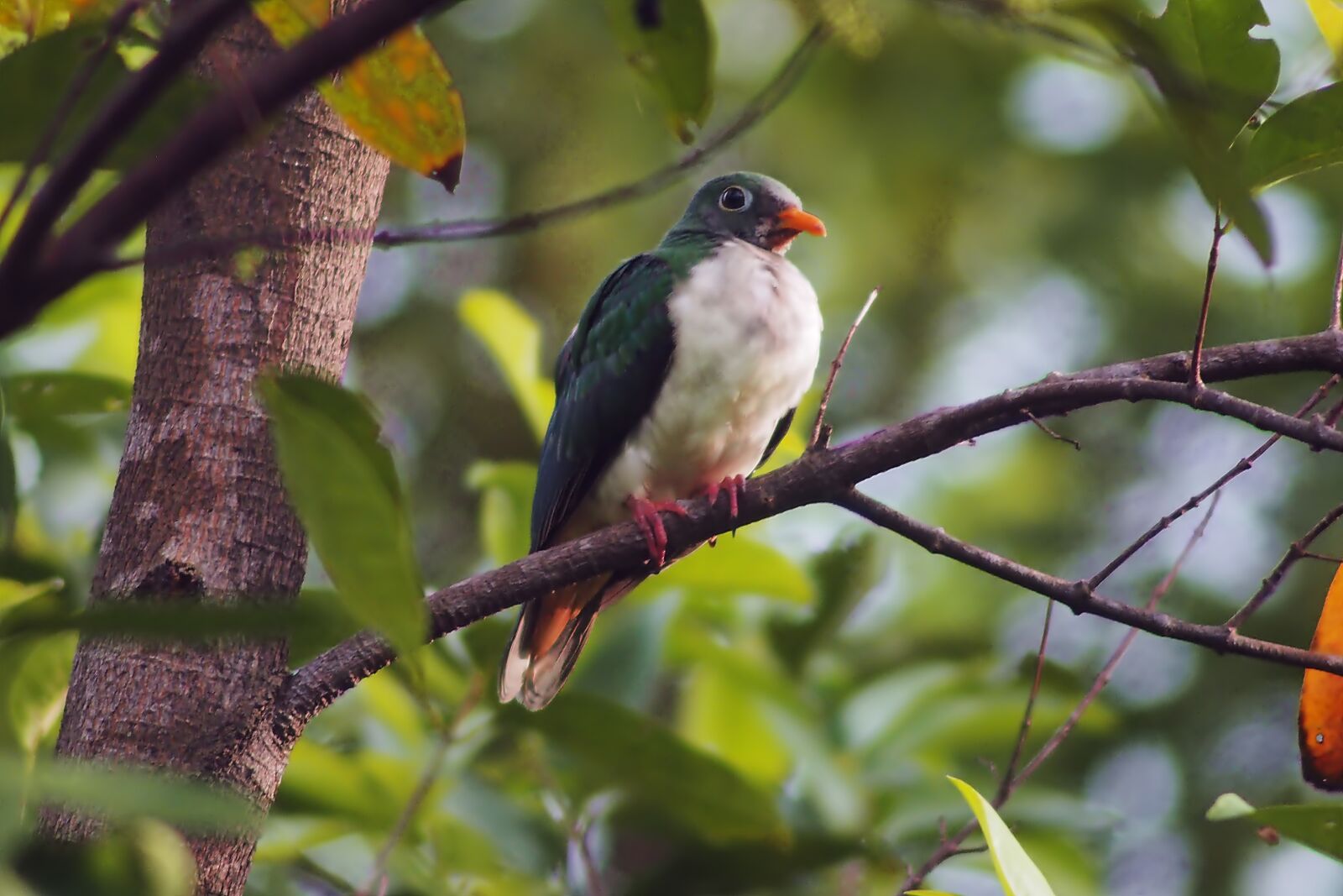 Olympus OM-D E-M1 sample photo. Juvenile fruit dove, wild photography