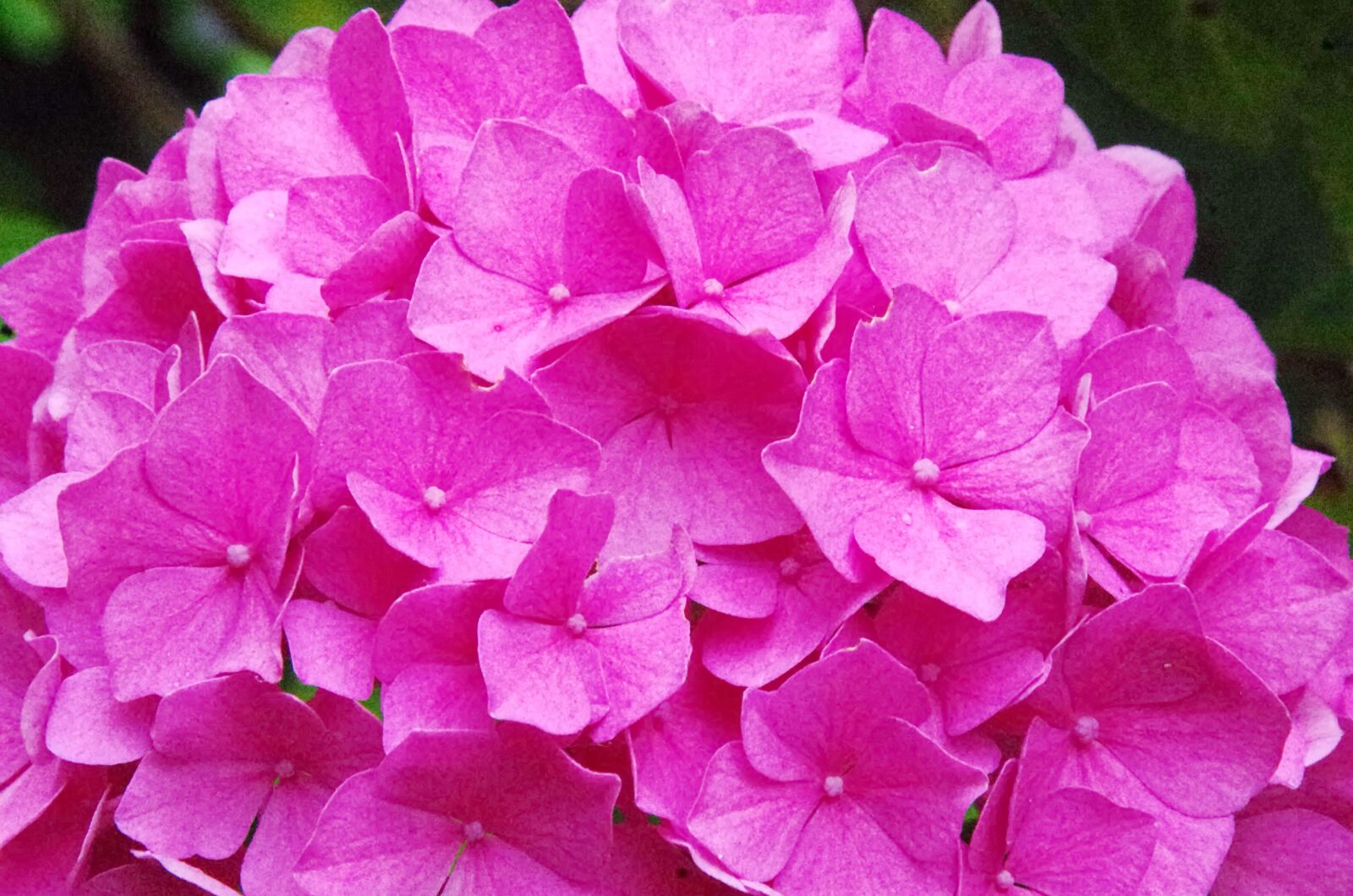 Pentax K-5 sample photo. Hydrangea, hydrangea paniculata, flower photography
