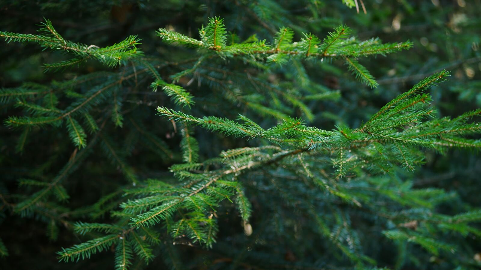 Panasonic Lumix DMC-G7 sample photo. Fir, tree, forest photography