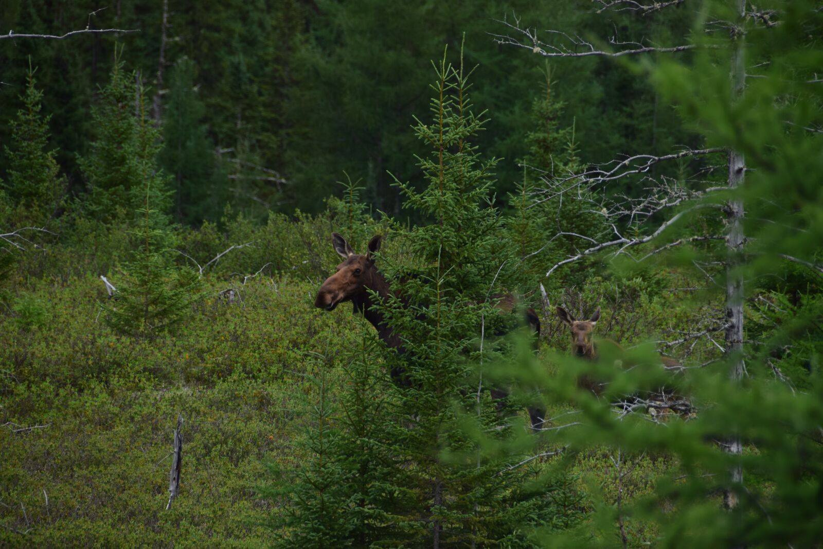 Nikon D5300 sample photo. Animal, forest, moose photography