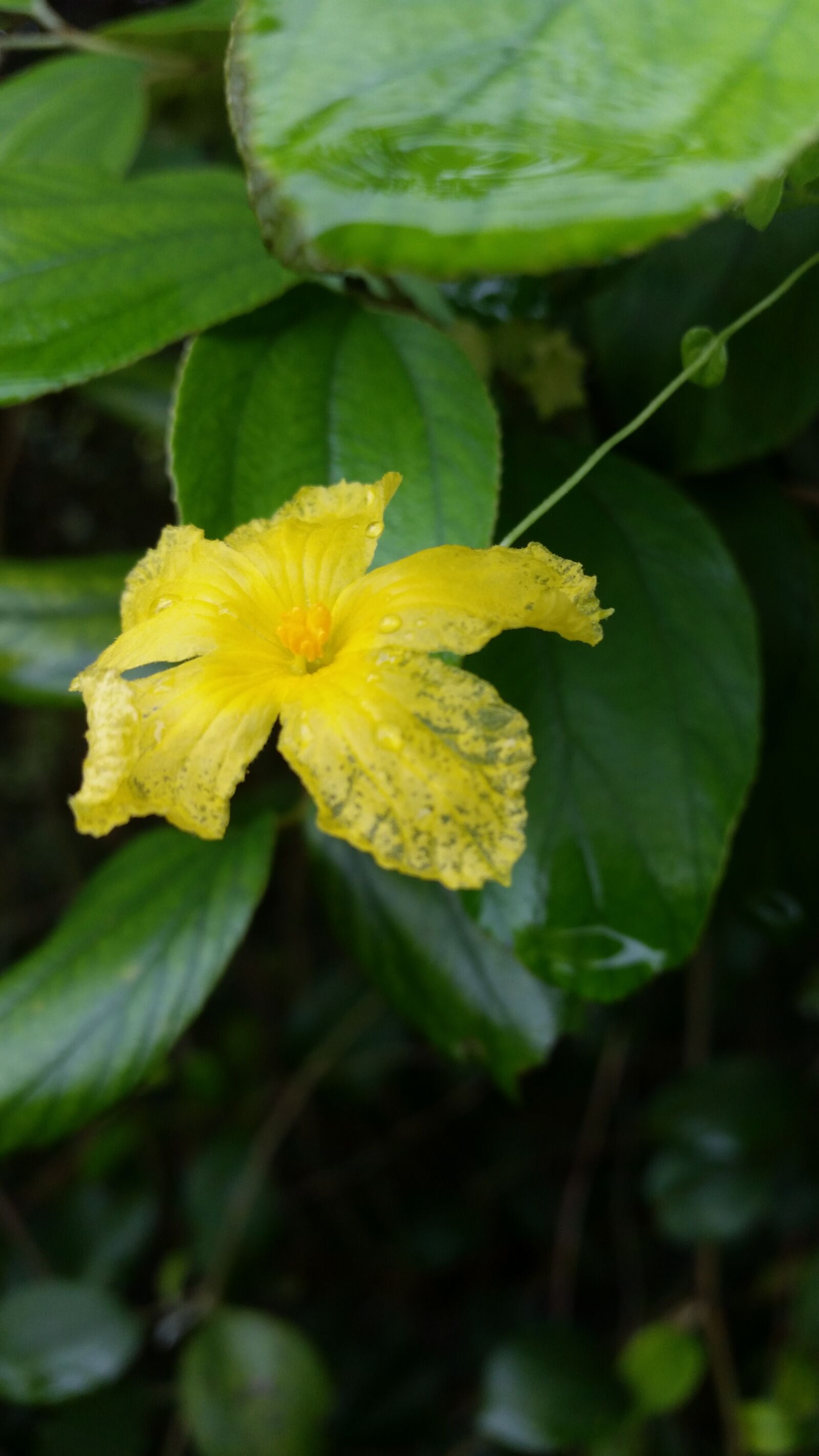 Samsung Galaxy S5 sample photo. Flower, yellow, nature photography