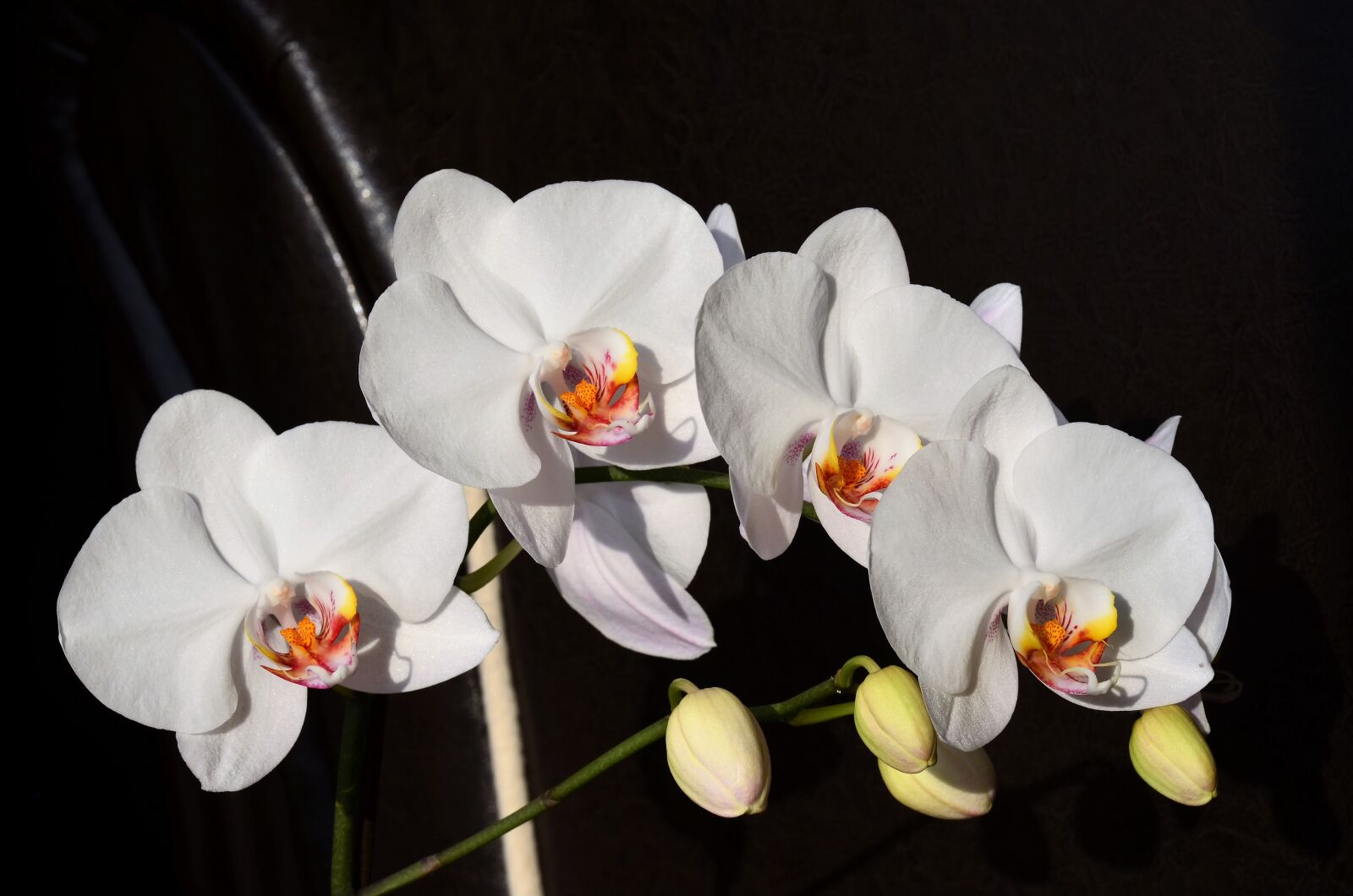 Nikon D5100 sample photo. Orchid, white, flower photography