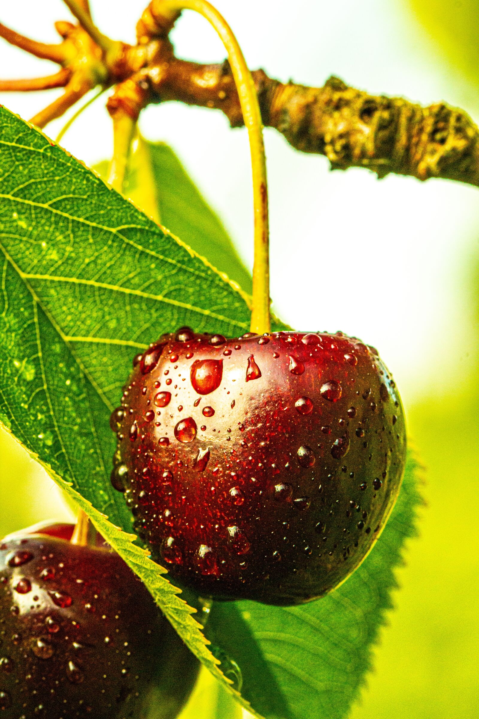 Canon EOS 70D sample photo. Two, 2, cherry photography