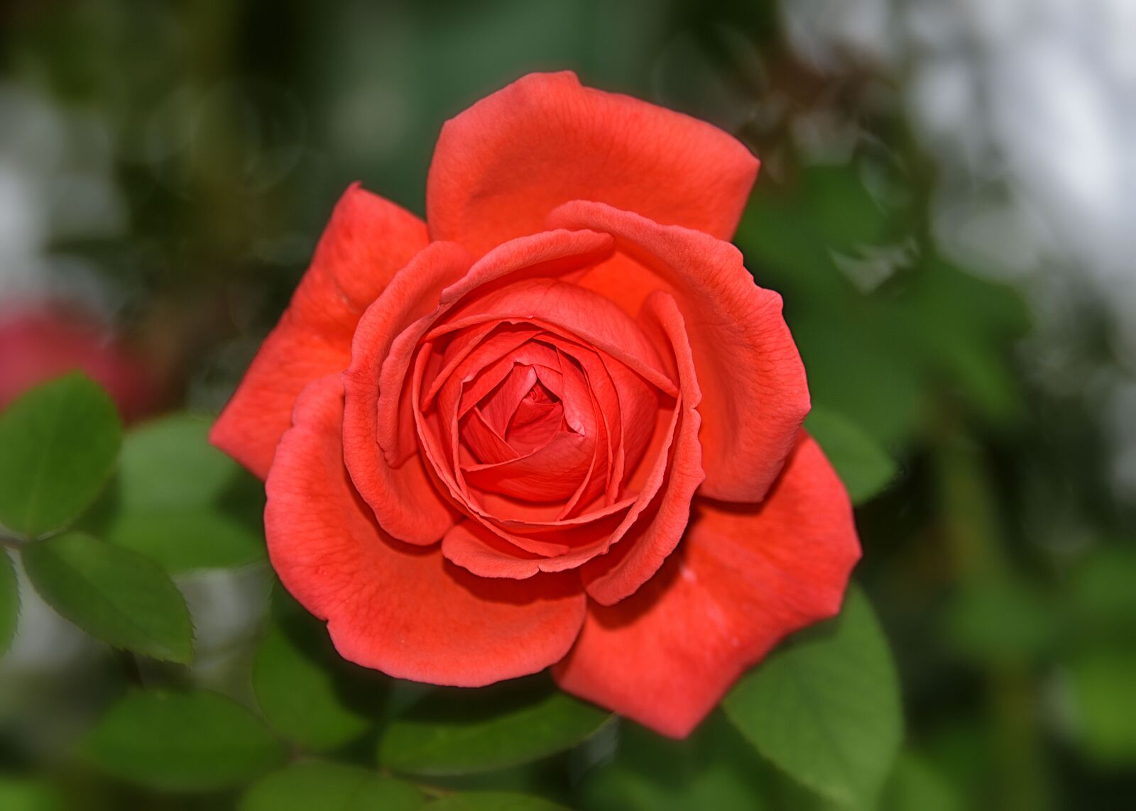 Nikon D750 sample photo. Rose, noble, red photography
