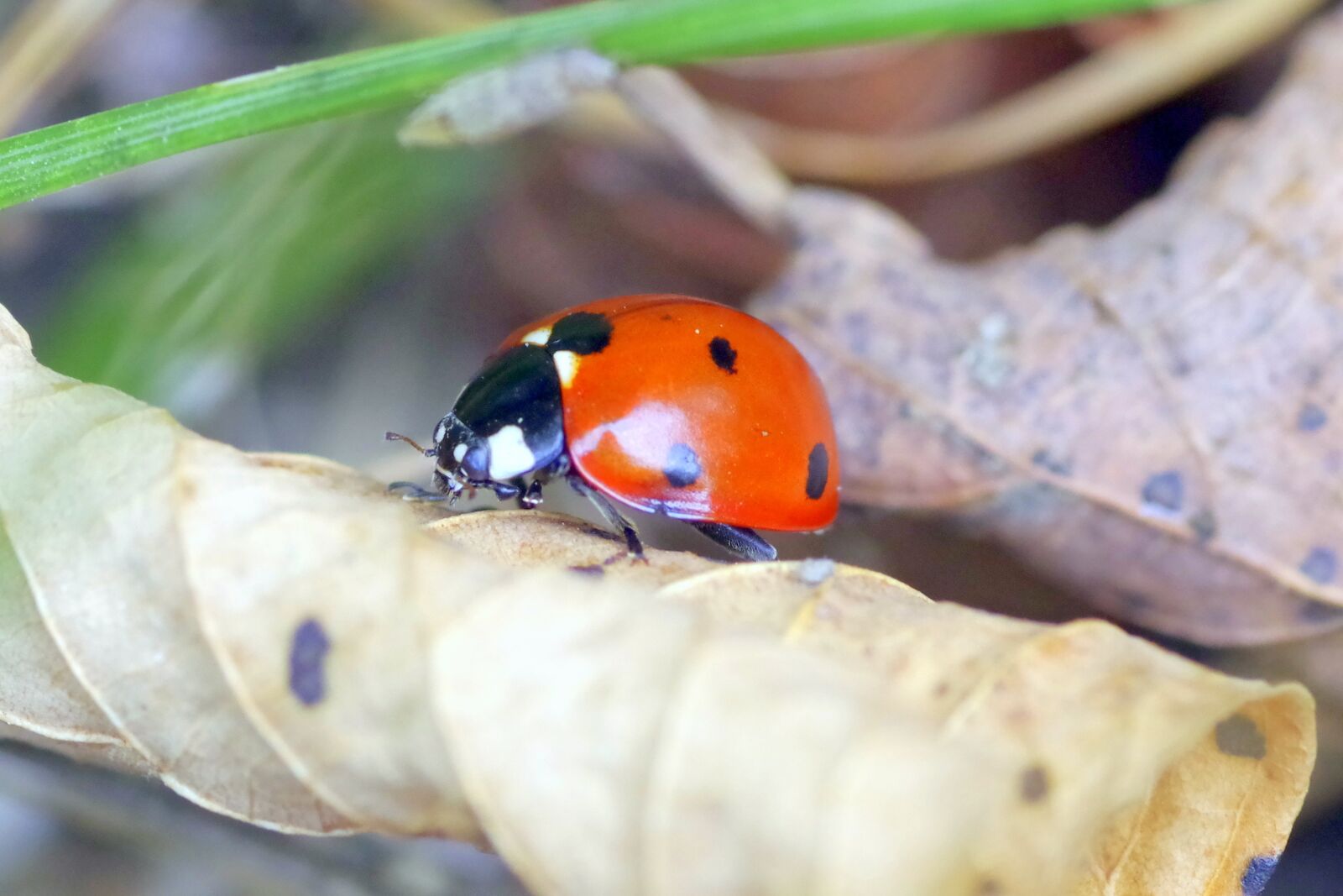 Pentax K-S2 sample photo. Ladybug, insect, red photography