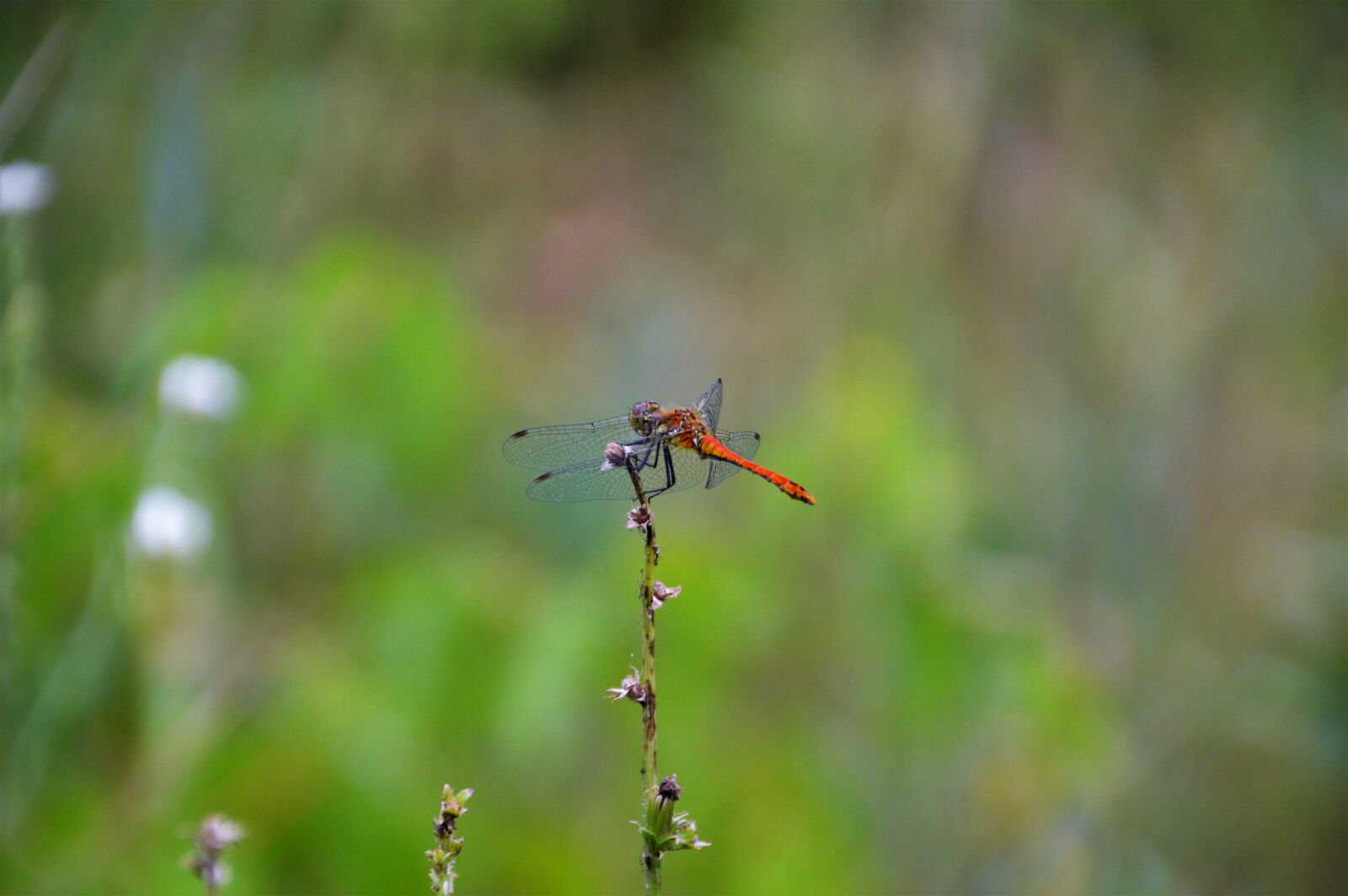 Nikon D3200 sample photo. Dragonfly, insects, field photography