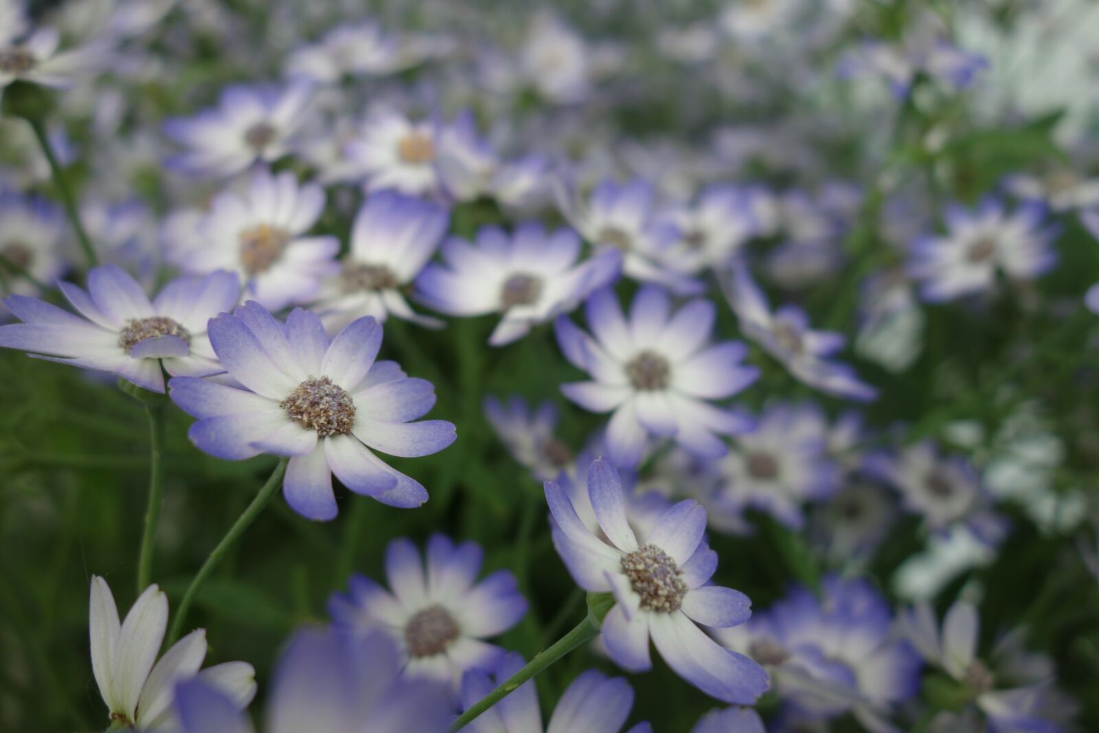 Sony Cyber-shot DSC-RX100 sample photo. Flower, marguerite, daisies purple photography