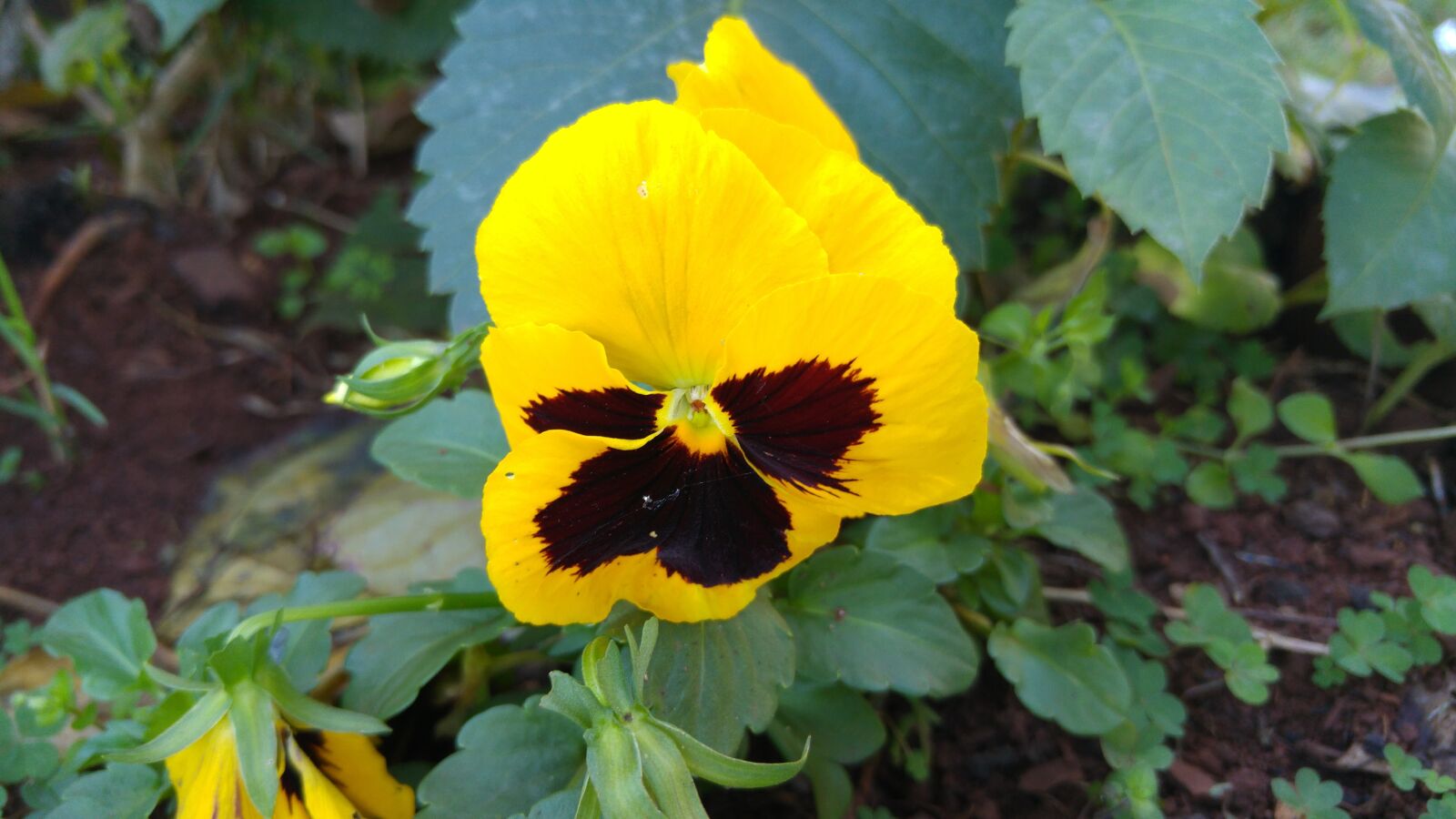 LG G4 sample photo. Thinking, flower, bicolor photography