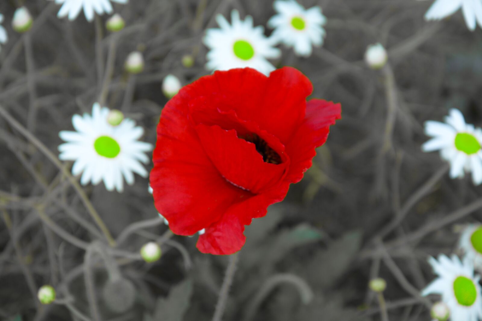 Nikon D7100 sample photo. Red black, white, flower photography
