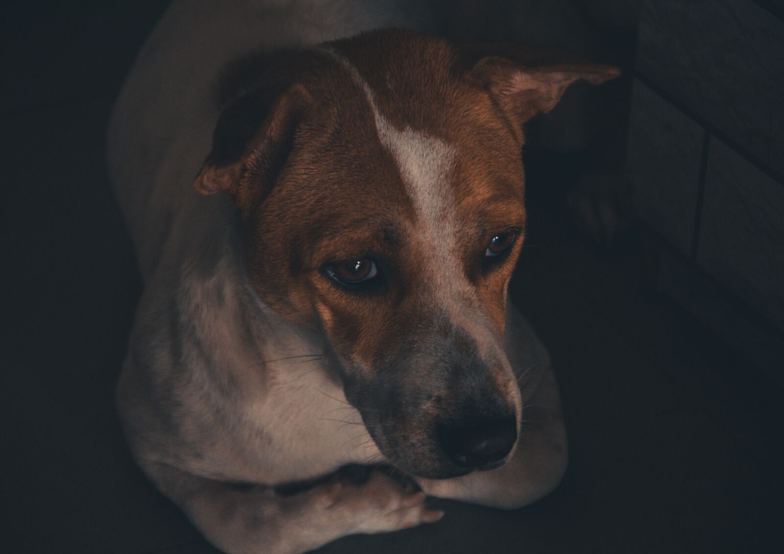 Nikon D7000 sample photo. Dog, pet, animal photography