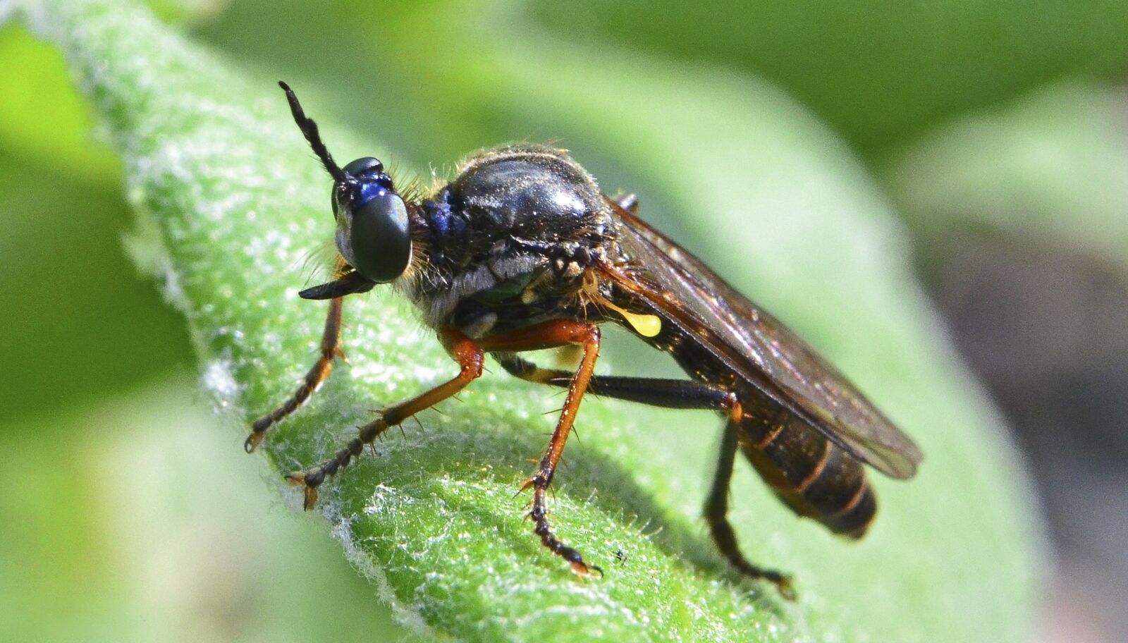 Nikon D5100 sample photo. Insect, fly, nature photography