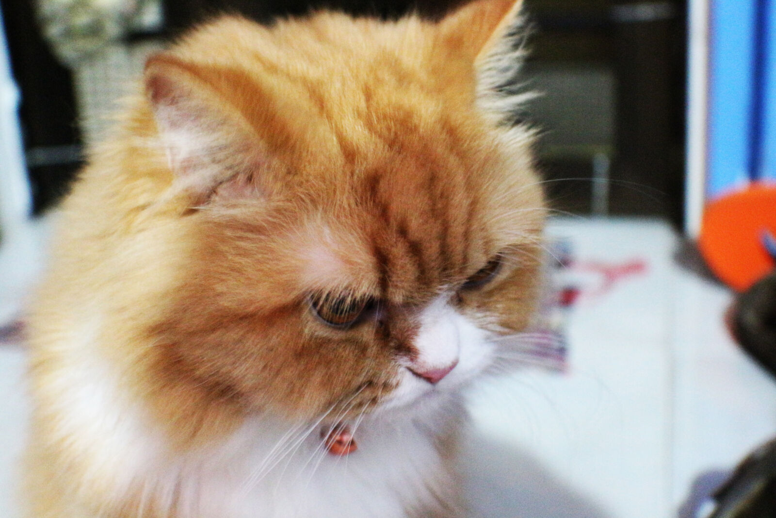 Canon EOS 700D (EOS Rebel T5i / EOS Kiss X7i) sample photo. Animal, beautiful photography