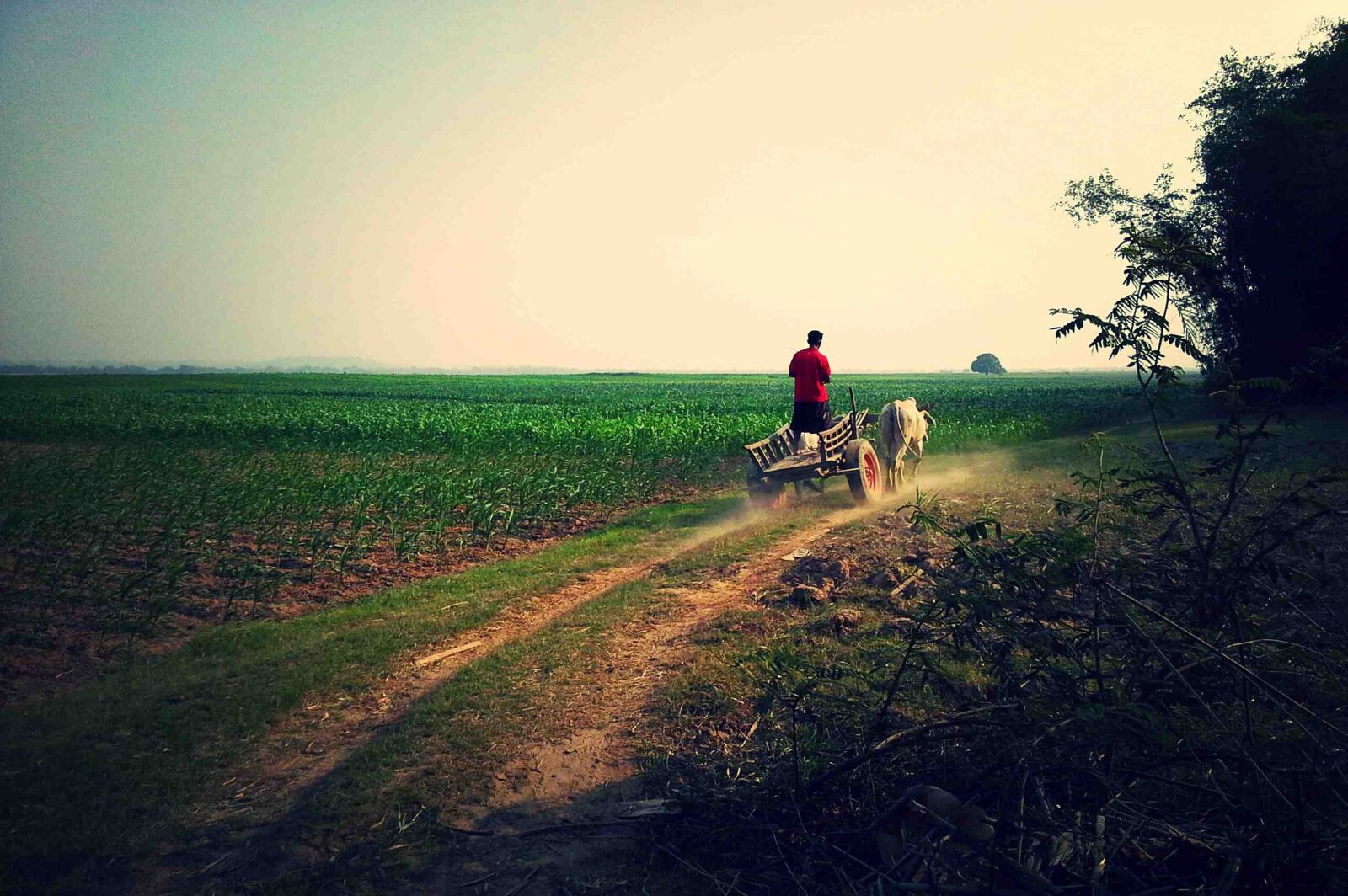 Nikon D3200 sample photo. Sunset, field, herd of photography
