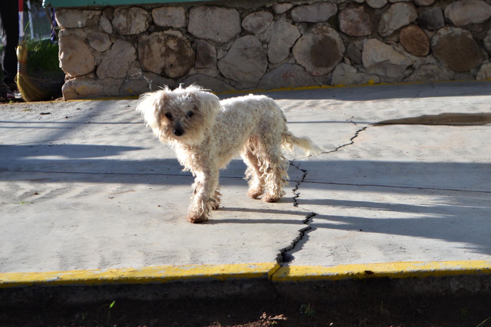 Nikon D3100 sample photo. Dog, white, pet photography