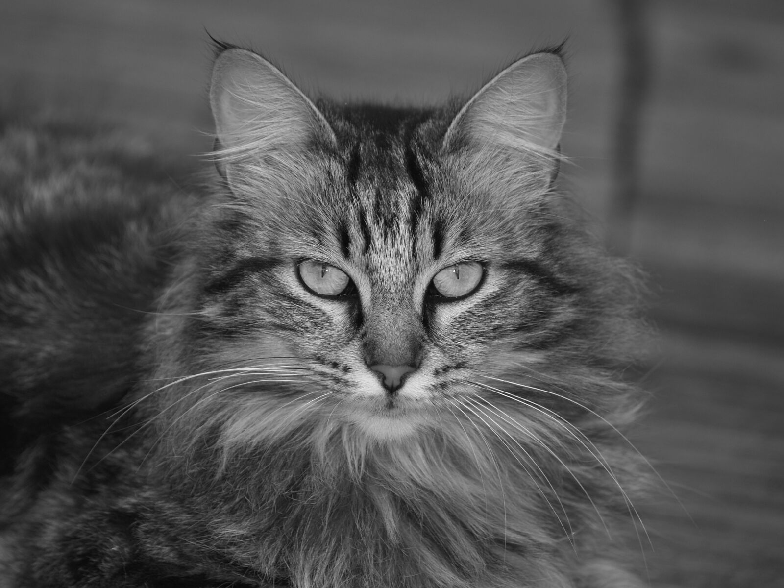 Olympus E-300 (EVOLT E-300) sample photo. Cat, coon hand, animals photography