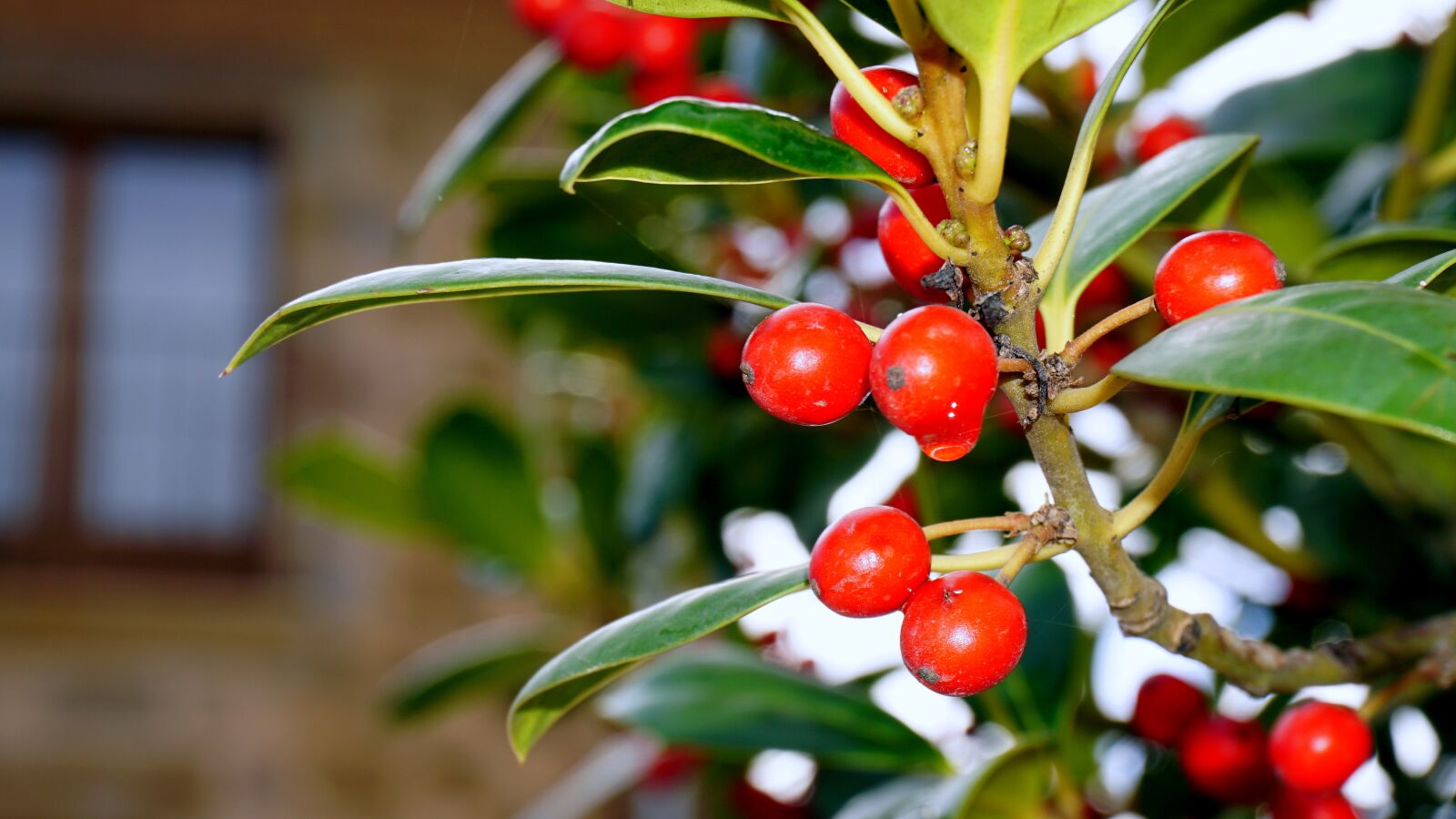 Sony a6000 sample photo. Berries, red, forest photography