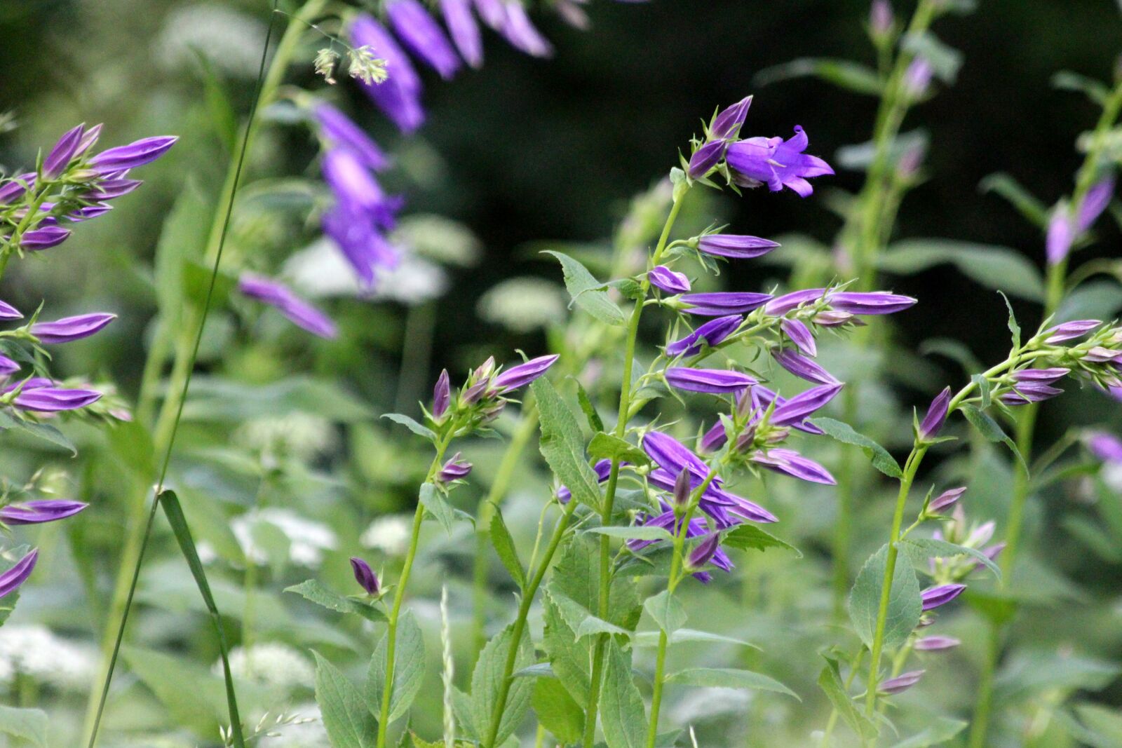 Canon EOS 650D (EOS Rebel T4i / EOS Kiss X6i) sample photo. Bells, grass, plant photography