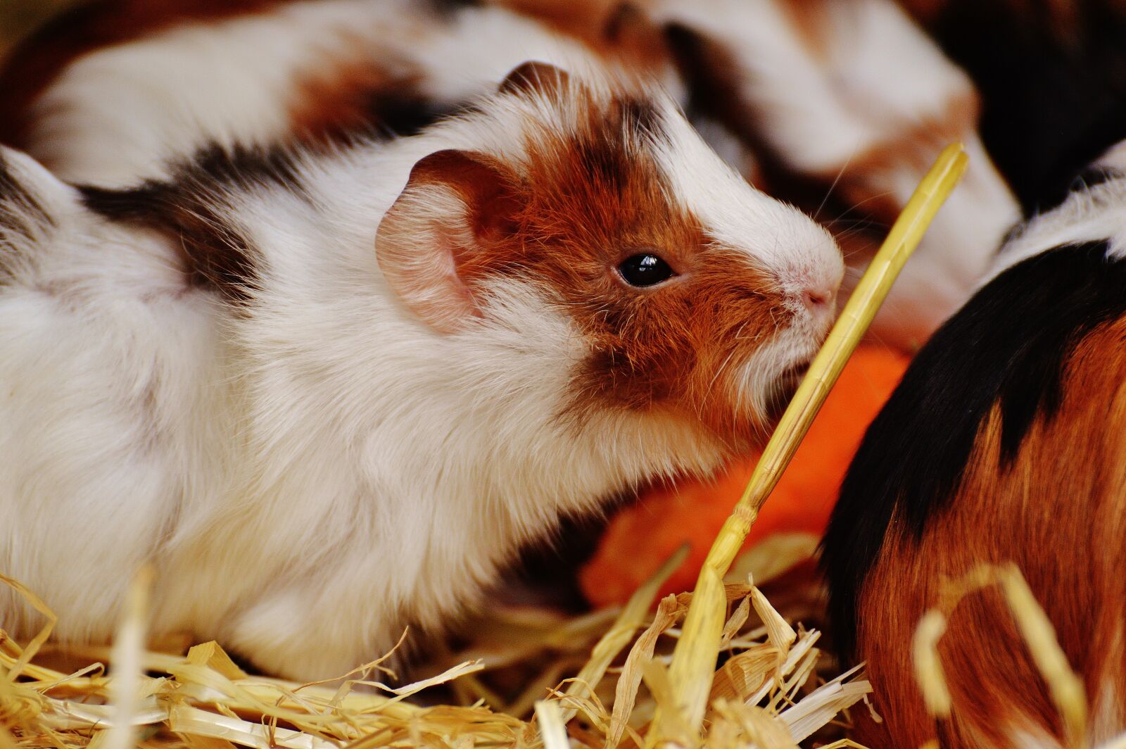 Nikon D3200 sample photo. Guinea pig, wildpark poing photography