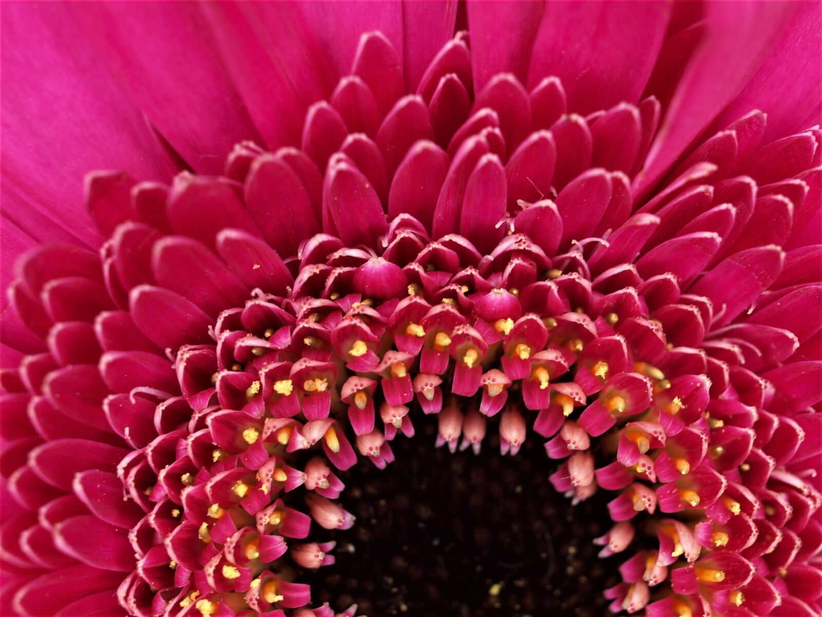 Olympus E-520 (EVOLT E-520) sample photo. Flower, flora, nature photography