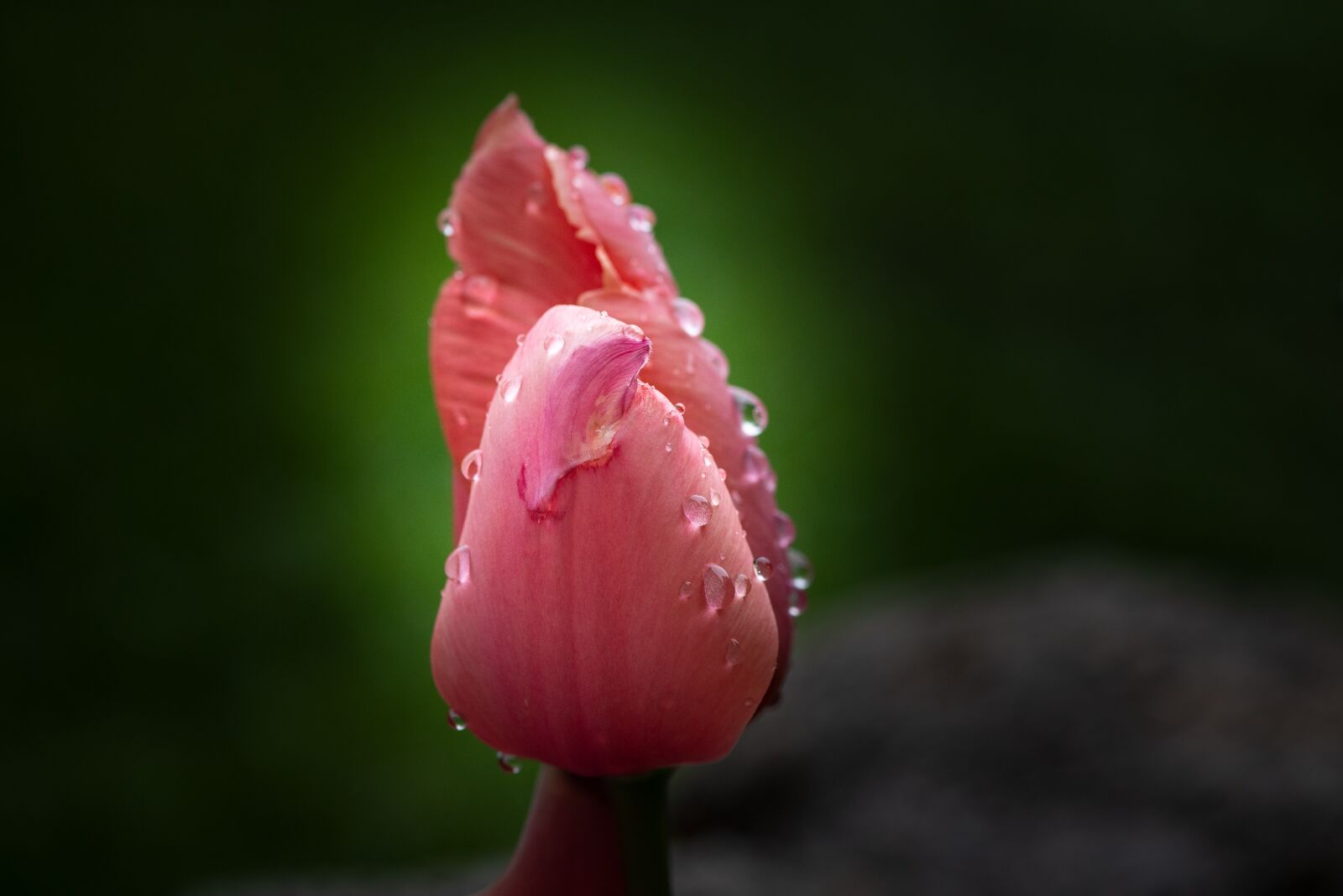 Nikon D750 sample photo. Tulip, flower, blossom photography