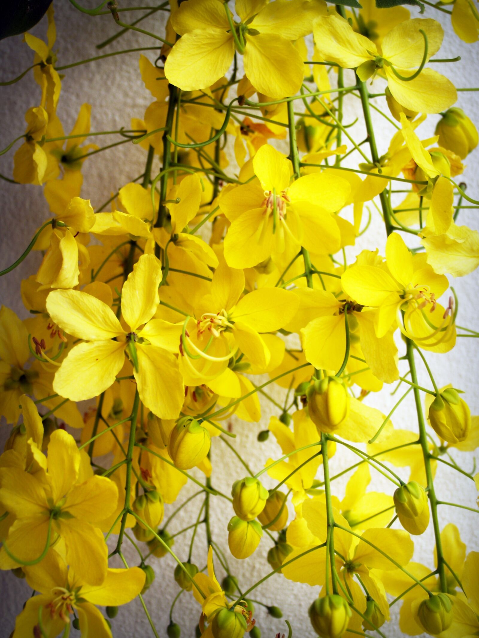 Olympus E-300 (EVOLT E-300) sample photo. Cassia, shower, golden photography