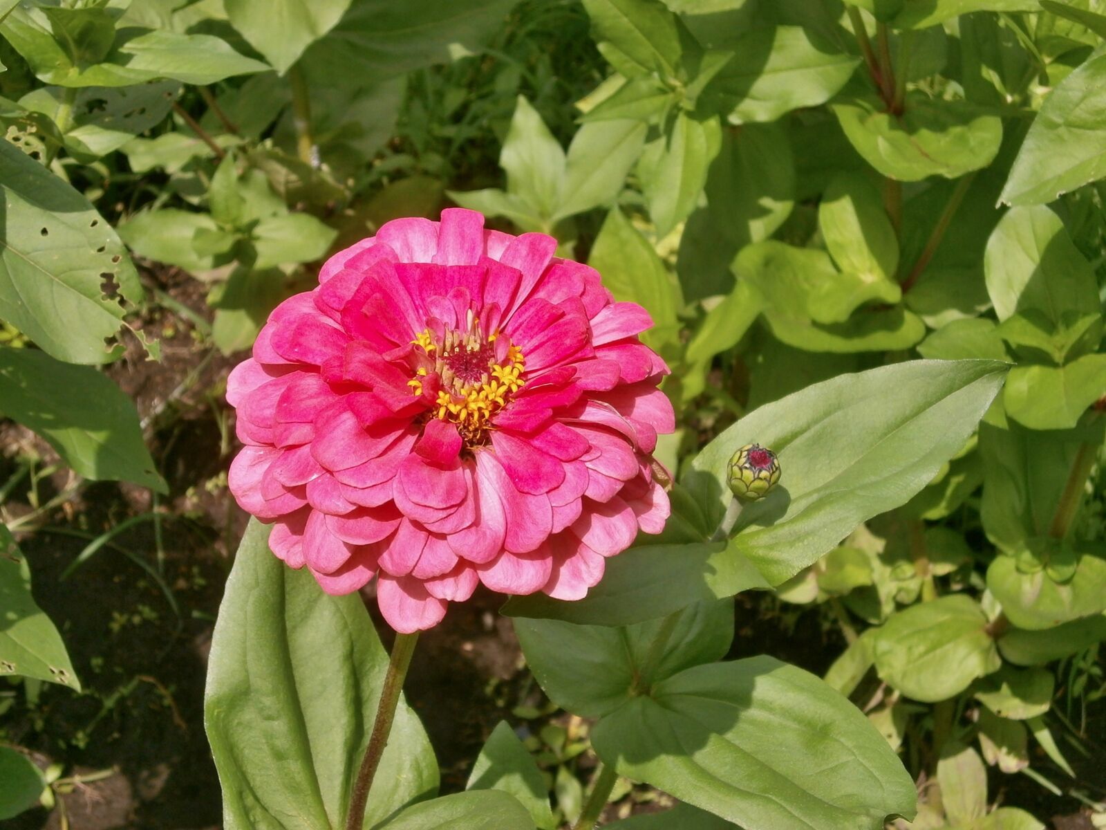Olympus VG110,D700 sample photo. Zinnia elegans, zinnia, pink photography