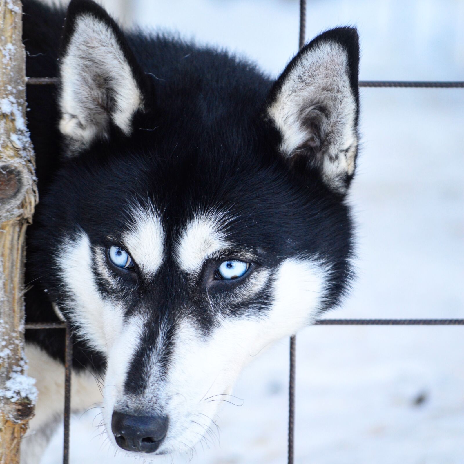 Nikon D3200 sample photo. Husky, siberian husky, dog photography