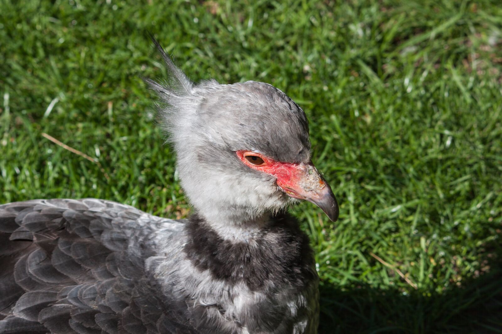 Canon EOS 50D sample photo. Bird, animal, animal world photography